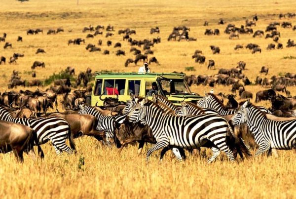 8 Days Tanzania Safari Tour
