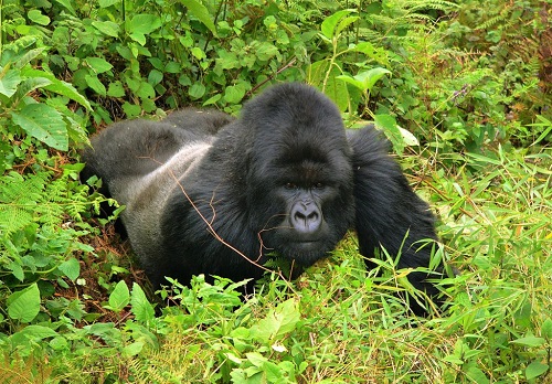 Luxury Ugandaâ€™s Ape Escape Safari